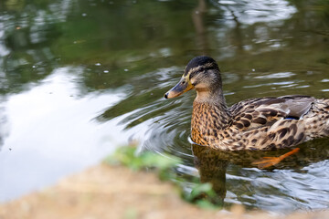 Wild ducks. The mallard or wild duck. Selectice focus, close up. Isolated duck.

