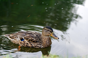 Fototapeta premium Wild ducks. The mallard or wild duck. Selectice focus, close up. Isolated duck. 