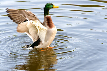 Fototapeta premium Wild ducks. The mallard or wild duck. Selectice focus, close up. Isolated duck. 