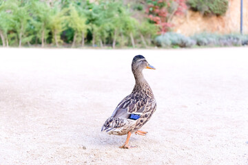 Wild ducks. The mallard or wild duck. Selectice focus, close up. Isolated duck.
