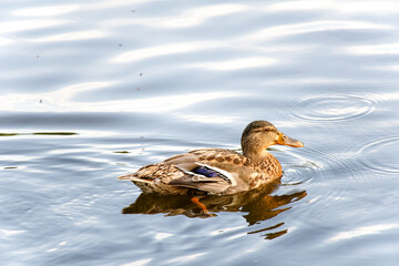 Wild ducks. The mallard or wild duck. Selectice focus, close up. Isolated duck.
