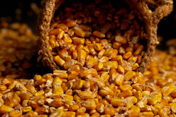 Closeup photo a grains of corn and inverted jute sack and scattered grains around on a dark background