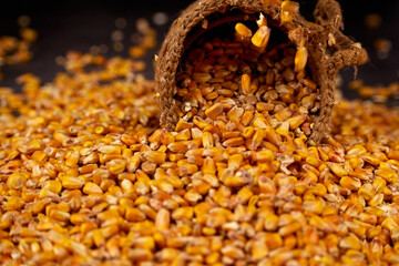 Falling grains of corn and an inverted jute sack and scattered grains around on a dark background