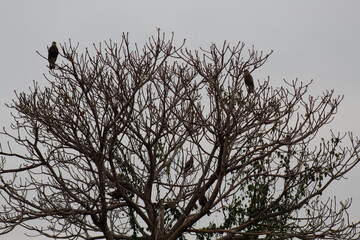tree branches against sky and the hawks Crested Caracara