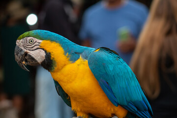 blue and yellow macaw ara © Fotos GE