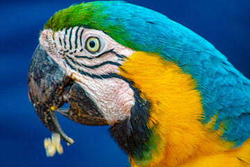 blue and yellow macaw ara © Fotos GE