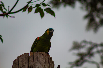 parrot on a branch