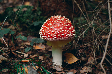 in the forest under a tree grows a large red amanita mushroom