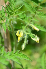 tomato flower in my garden