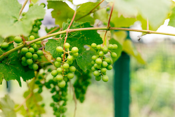Green grapes growing on the grape vines. Close up of grapes hanging on branch. Hanging grapes....