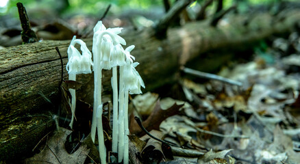 mushrooms - fungi