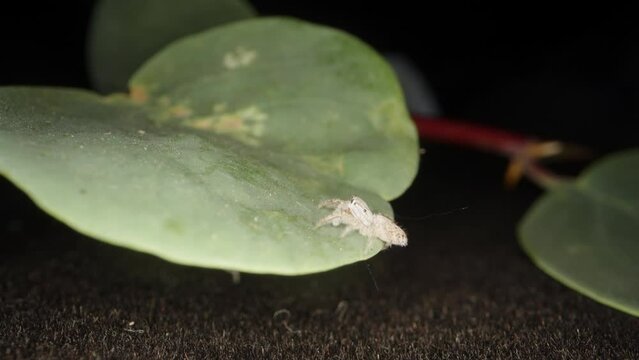 A small jumping spider jumps on a caper leaf. super macro