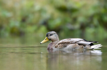 bird, stockente, teich, tier, ente, natur, wild lebende tiere, 