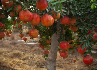 Ripe  pomegranates fruit hanging on a tree branch in the garden.