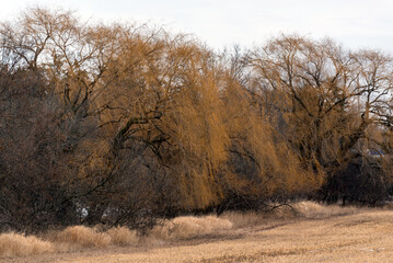 Brown Weeping Willow Tree In Late February