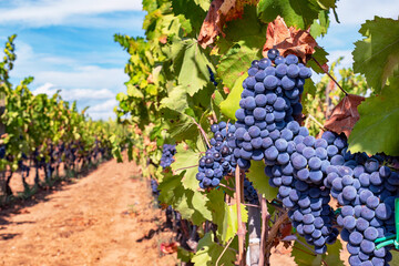 Close up bunch of grapes ready for harvest. Harvest period concept. Rows of vineyard on a beautiful...