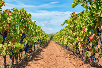 Fototapeta na wymiar Close up bunch of grapes ready for harvest. Harvest period concept. Rows of vineyard on a beautiful sunny day.