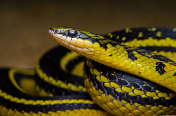 close up of a snake, black and yellow