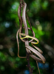 snake in the tree, Oxybelis aeneus