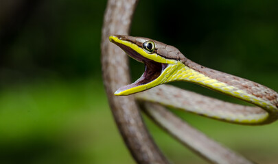 close up of a snake, Oxybelis aeneus