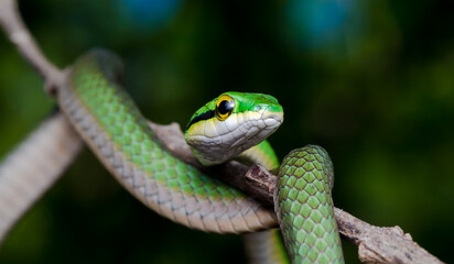 green snake on a branch, Leptophis ahaetulla