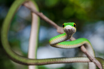 green snake on a branch, Leptophis ahaetulla