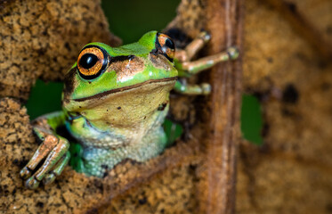 macro of a frog on a leaf