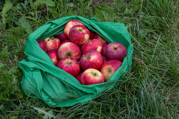 Red organic freshly harvested elstar apples in reusable green shopping bag