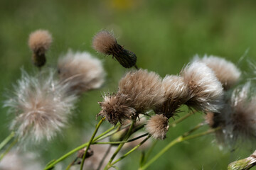 close-up of a meadow with blooming thistles and thistle fluff on a sunny summer day