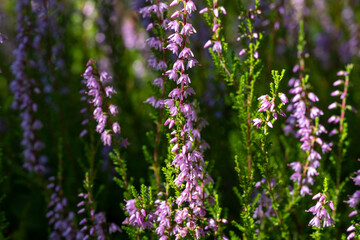 background of beautiful blooming purple heather close-up. Beautiful flower macro background. Purple floral background and place for your text.