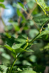 sunlit bright green butterfly caterpillar on a leaf on a tree branch on a sunny summer day with dark shadows. beautiful nature background. Place for your text