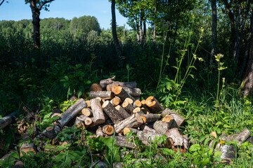 pile of sawn firewood on a background of green grass and trees on a sunny summer day with dark shadows