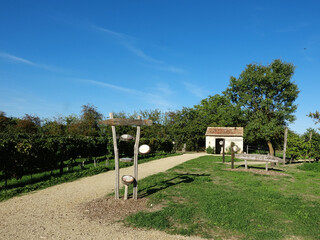 Vignes de Curçay sur Dive
