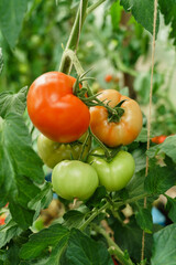 Cluster of ripe red  tomatoes in green foliage on bush. Growing of vegetables in greenhouse. - 533502817