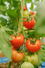 Cluster of ripe red  tomatoes in green foliage on bush. Growing of vegetables in greenhouse. - 533502851