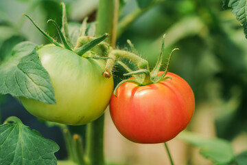 Cluster of ripe red  tomatoes in green foliage on bush. Growing of vegetables in greenhouse. - 533502866