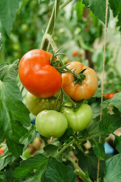 Cluster of ripe red  tomatoes in green foliage on bush. Growing of vegetables in greenhouse.