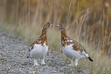 Willow Ptarmigan, two birds in the tundra in Yukon