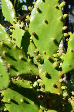 the prickly pear with its brites