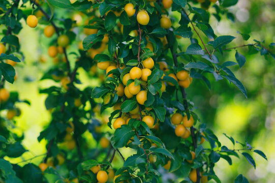 Yellow mirabelle plum tree in the summer garden