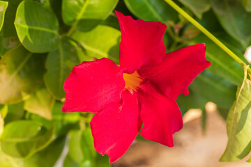 One bright red adenium flower