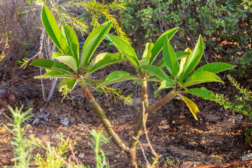 Small plumeria tree in a dew
