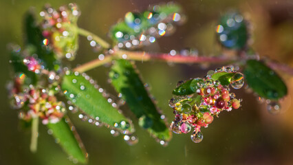 Dew drops