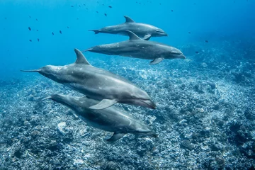 Zelfklevend Fotobehang Bottlenose dolphin © Tropicalens