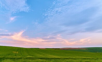 Pink sunset over cereal fields