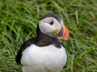 Naklejka premium Atlantic Puffin closeup, Borgarfjörður eystri, Eastern Iceland
