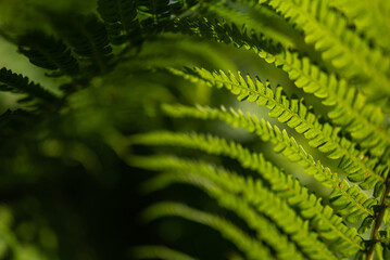 green plant texture closeup