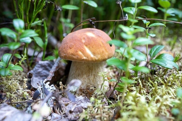 Porcini mushroom in the forest grows in green grass