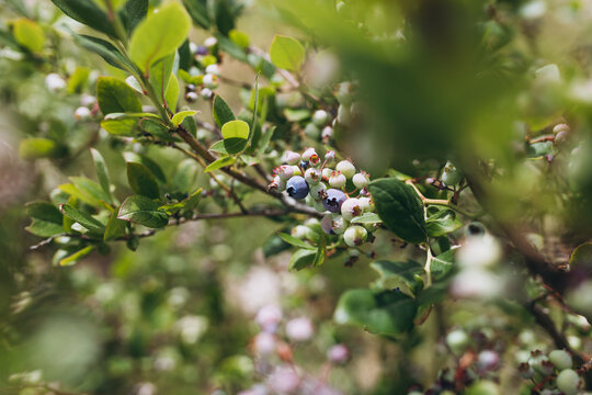 Unripe blueberries on a bush on a nature background. Vitamins, cultivation, harvest, vegetarian concept. Plantation of blueberry cultivated at bio farm