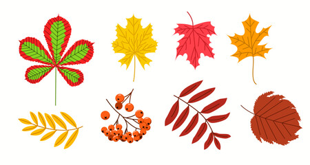 Fototapeta premium A large set of foliage. A group of autumn vector illustrations in a flat style.